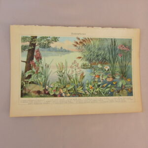 1930'LAR KİTAP BASKISI DOĞA ÇİZİMİ