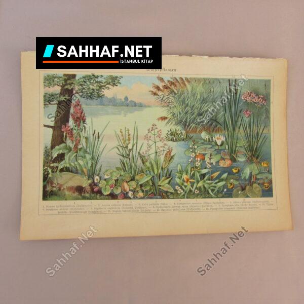 1930’LAR KİTAP BASKISI DOĞA ÇİZİMİ - Sahhaf.Net
