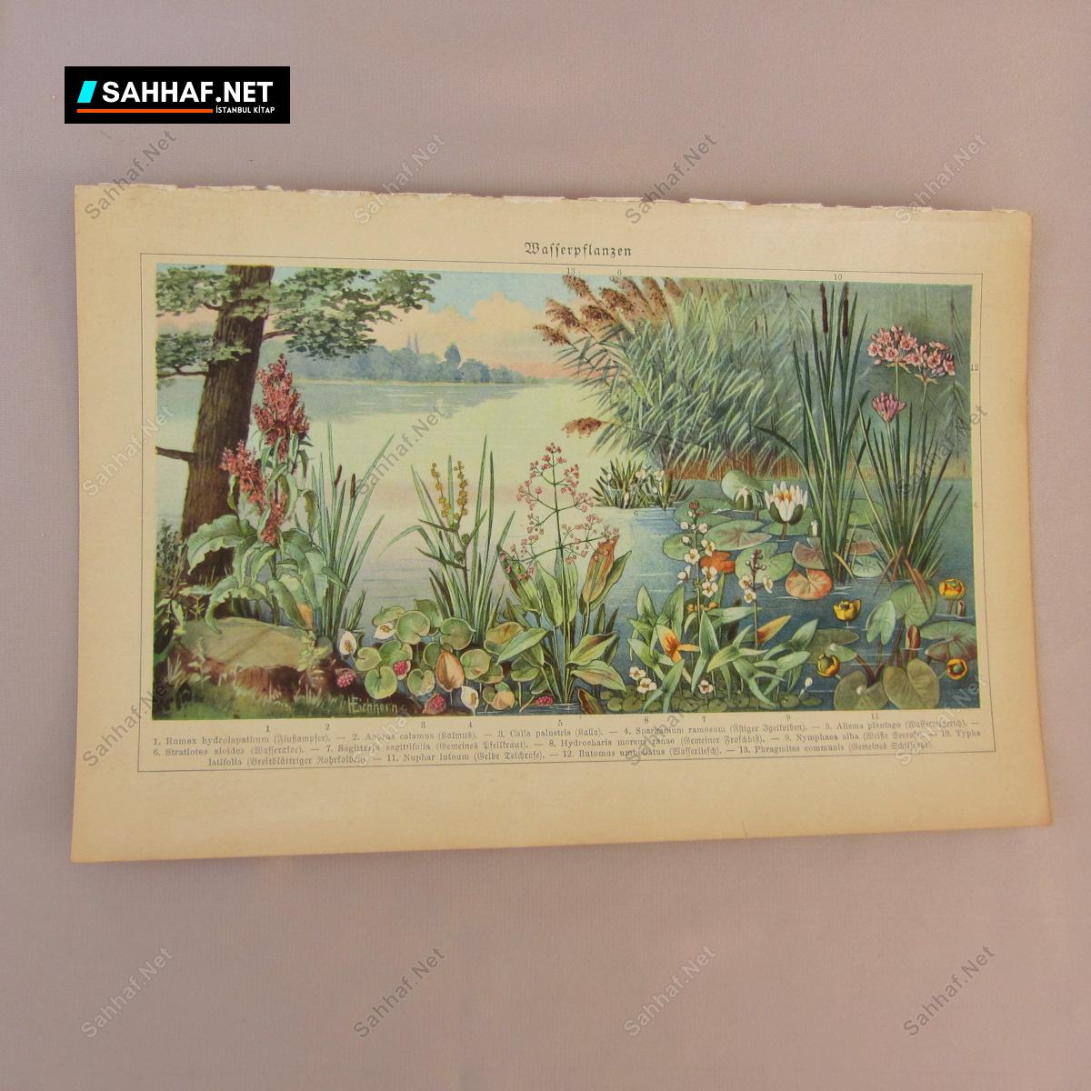 1930'LAR KİTAP BASKISI DOĞA ÇİZİMİ