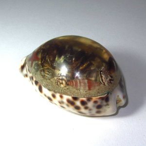 Deniz Kabuğu Kağıt Ağırlığı