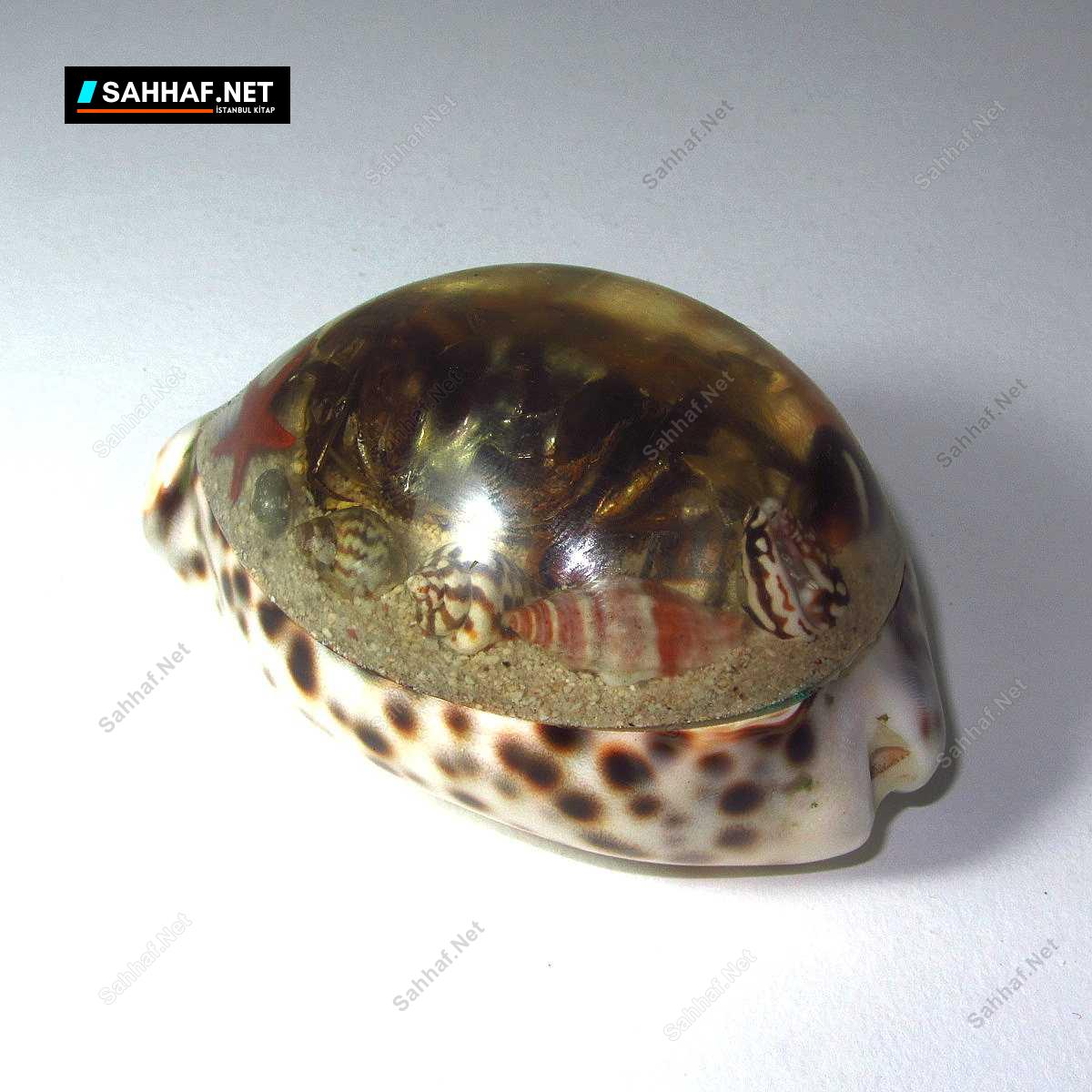 Deniz Kabuğu Kağıt Ağırlığı 1 Deniz Kabuğu Kağıt Ağırlığı