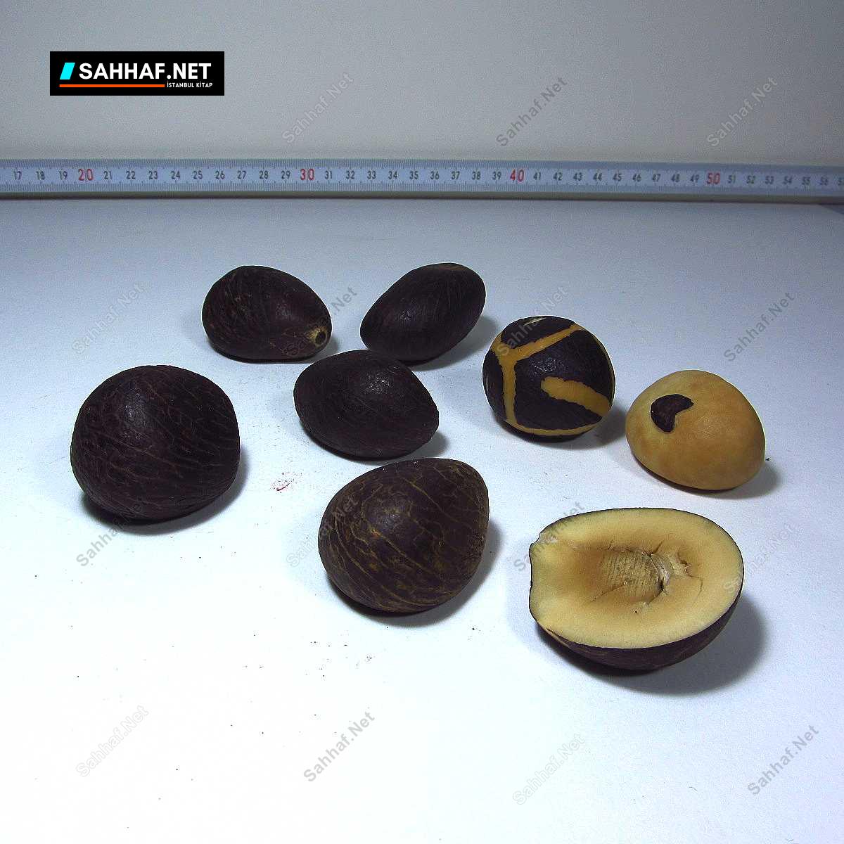 8 Adet İlginç Ağaç Tohumu 2 8 Adet İlginç Ağaç Tohumu - Görsel 2