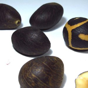 8 Adet İlginç Ağaç Tohumu