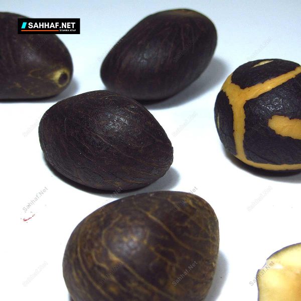 8 Adet İlginç Ağaç Tohumu - Sahhaf.Net